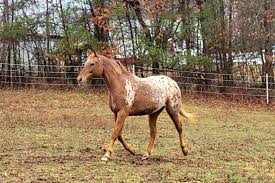 Splatterina WT